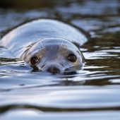 Stornoway Boat Trips